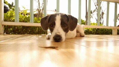 Enlace a Un perro mirando a una lagartija