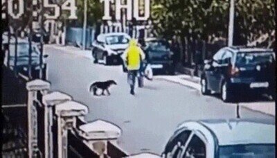 perro,salvar,chica