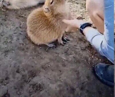 Enlace a Lo más adorable que verás en todo el día