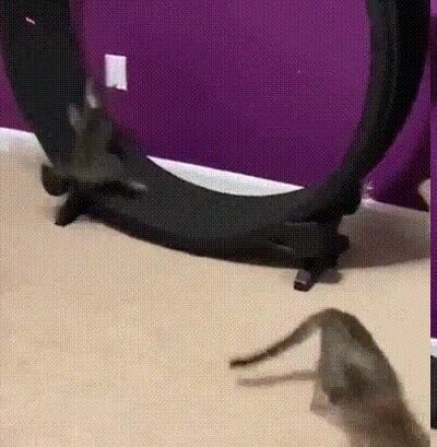 Enlace a Intenta atrapar el punto rojo a toda costa