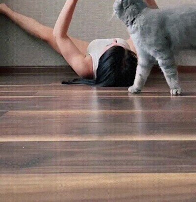 Enlace a Un gato que imita todo lo que hace su humana