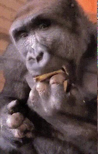 Enlace a No sabía que se comían los plátanos de esta forma