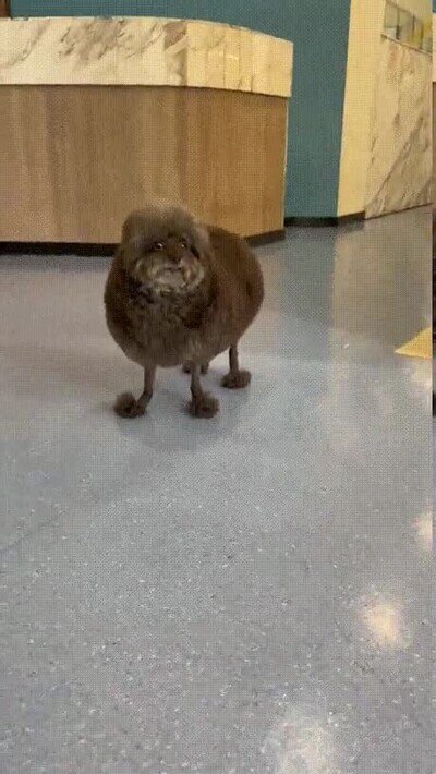 Enlace a ¿Por qué le harías algo así a tu mascota?
