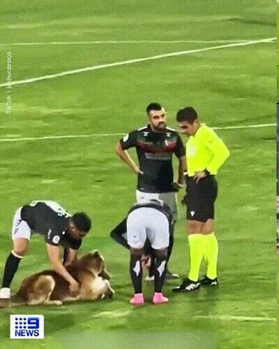 Enlace a Se acaba el partido cuando el perro se queda la pelota