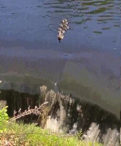 Enlace a Lo he pasado fatal viéndolo