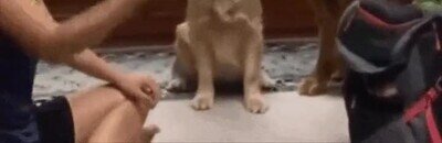 Enlace a Los perros se quedan flipando