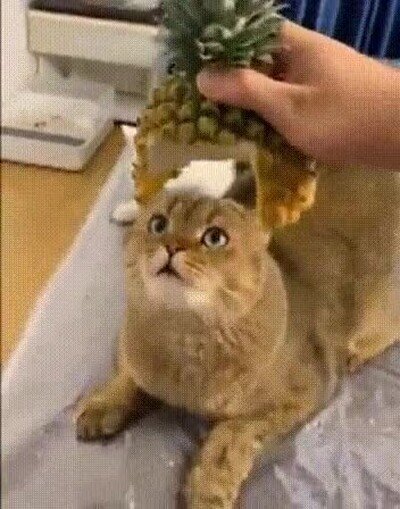 Enlace a Lo más adorable que verás en todo el día