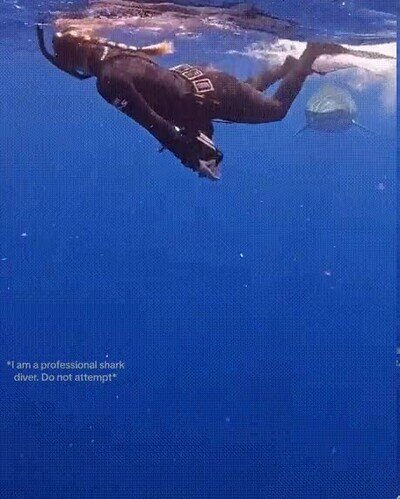 Enlace a Momento de miedo máximo