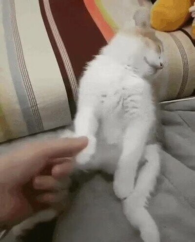 Enlace a El gato se ha quedado sin batería