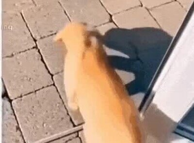 Enlace a Te has metido en el barrio equivocado