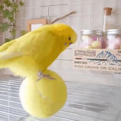 Enlace a Un maestro del equilibrio