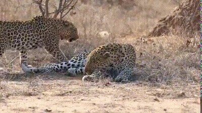 buscar,dormir,leopardo,cheetah