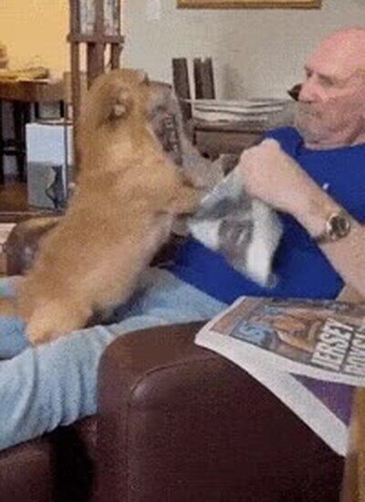 Enlace a El pobre se pone celoso del periódico