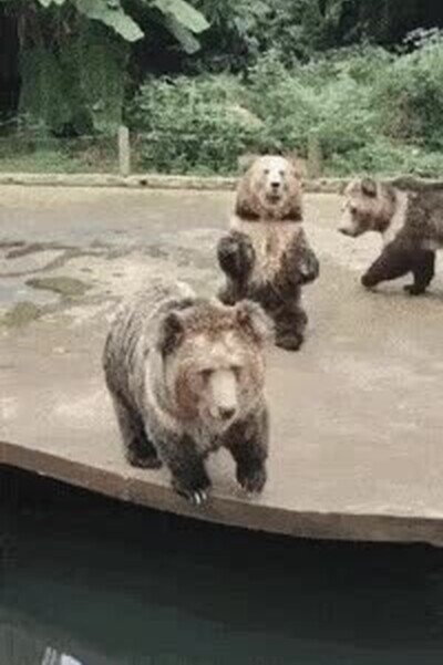 ven,osos,jugar