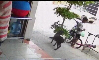 Enlace a Perros ladrones, ya lo he visto todo