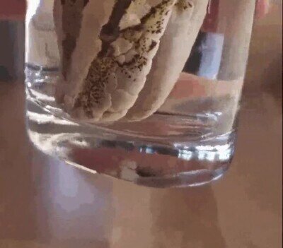Enlace a ¿Habías visto alguna vez una serpiente bebiendo agua?