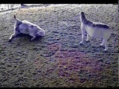 Enlace a Perdón perdón, no se lo digas a mamá