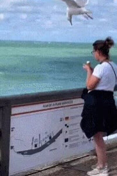 Enlace a Misión Imposible en el mundo animal