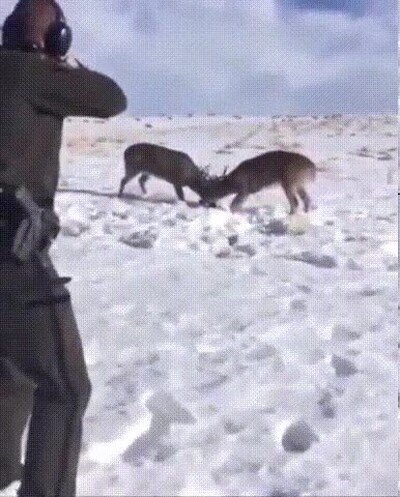 Ha usado un disparo preventivo para separarlos y salvarlos al mismo tiempo disparo,salvar,cuernos