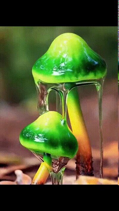 setas,fungi,formas,colores