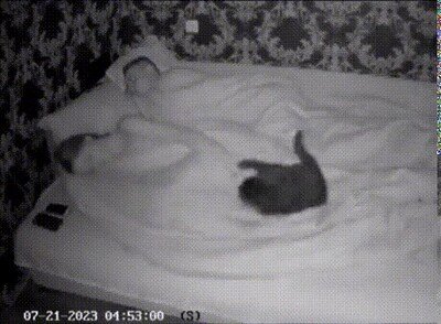 Enlace a El gato de mi novia solo quiere una cosa