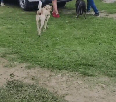 Enlace a A ellos también les gusta echar una mano