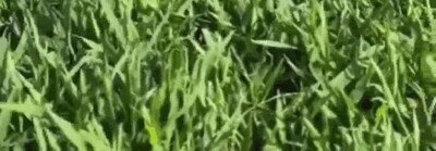 Enlace a Me parto con la cola de helicóptero