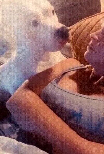 Enlace a La reacción de un perro cuando le ladra su humana