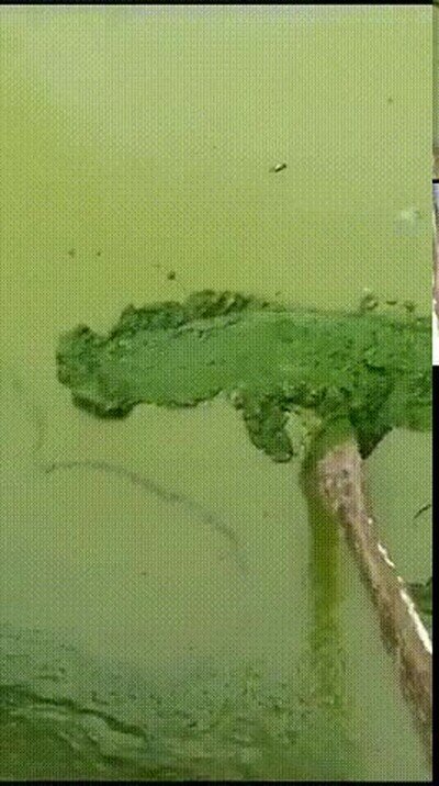 Enlace a Lough Neagh, el lago más grande de Irlanda, está siendo envenenado por algas tóxicas
