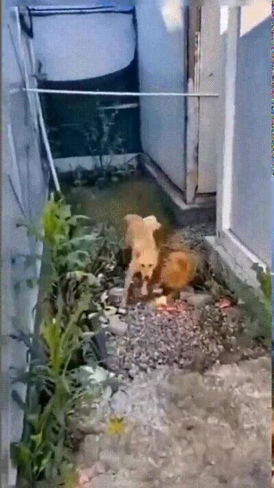 Enlace a Pillados con el carrito de los helados