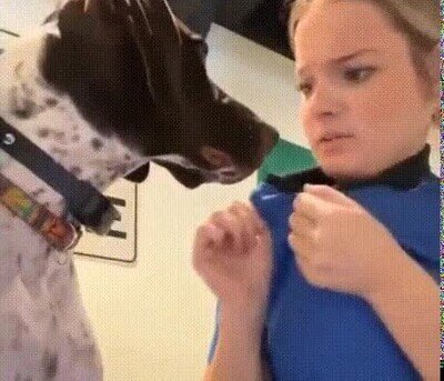 Enlace a Los perros son muy listos, pero caen en la broma más antigua del universo
