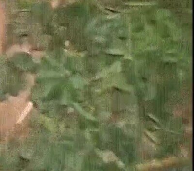Enlace a ¿Cómo se llama este animal? ¿Kurwa?