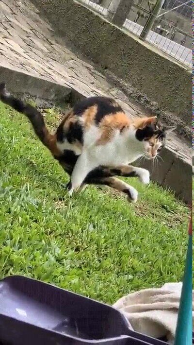 Enlace a Pon nombre a estos movimientos de karate