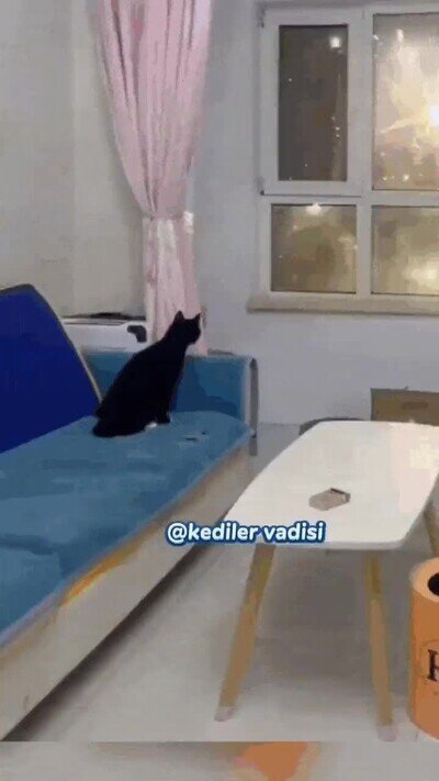Enlace a Hay dos tipos de gato en esta vida