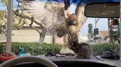 Enlace a Pobre gatito, me da una pena terrible