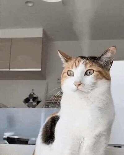Enlace a Gato intentando entender por qué no le doy de comer cada 10 minutos