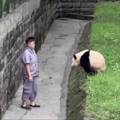 Enlace a Salto de fe versión panda