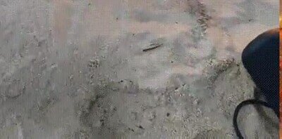 Enlace a Un cangrejo que no le tiene miedo a nada 