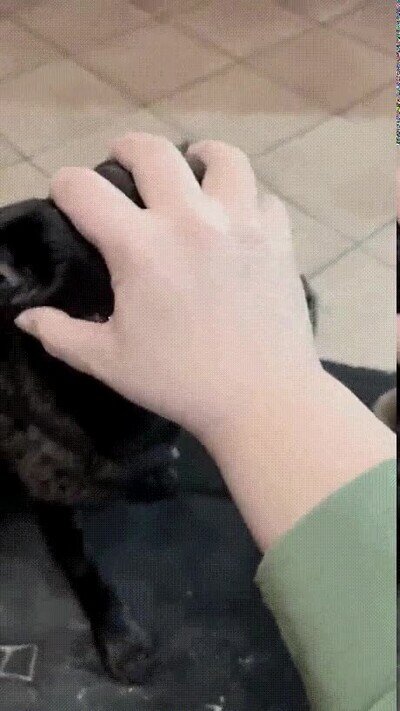 Enlace a Los perros de un fan de El Señor de los Anillos