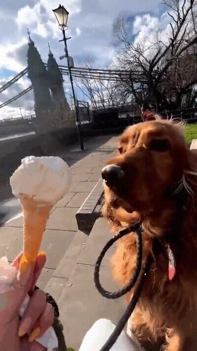 Enlace a Cuando tu novia te pide un mordisquito de tu helado