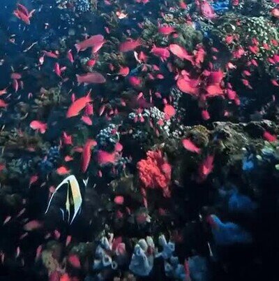Enlace a El increíble mundo que se oculta en el fondo marino