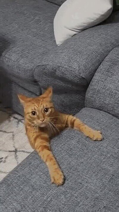 Enlace a Creo que mi gato está un pelín sobreexcitado