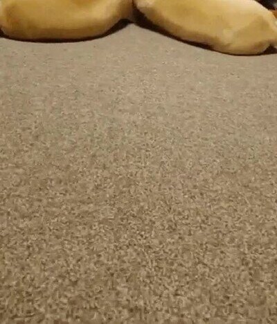 Enlace a Dos perros que se han convertido en inseparables