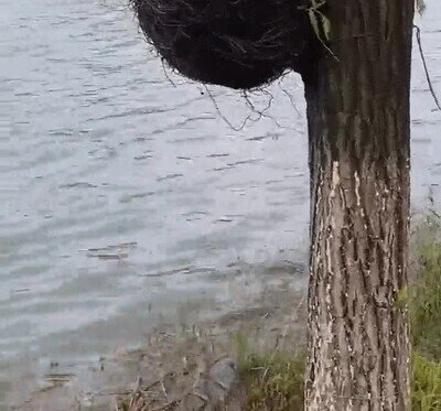 Enlace a Esta especie de pájaro no me suena