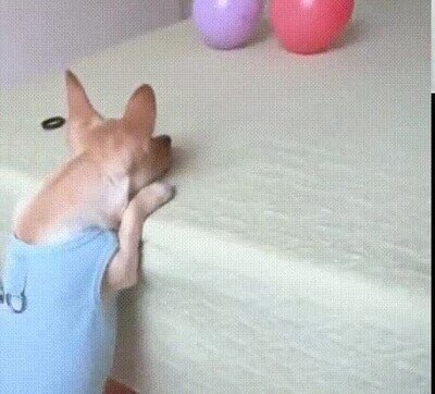 Enlace a La puntería de este perro es sencillamente imrpesionante