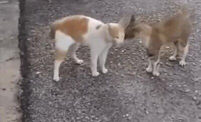 Enlace a Confirmamos que los gatos se cuentan secretos entre ellos
