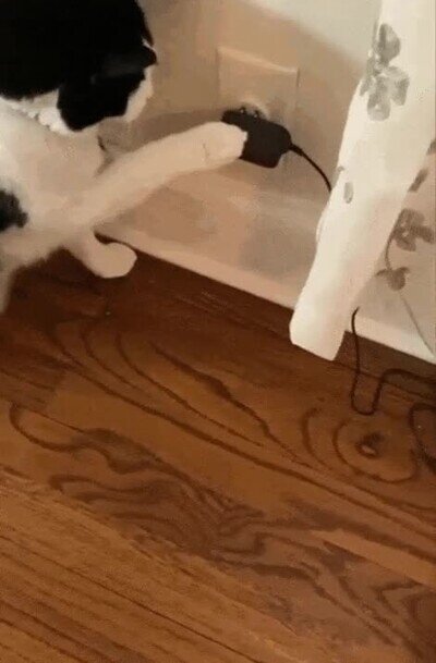 Enlace a Una gatito listo