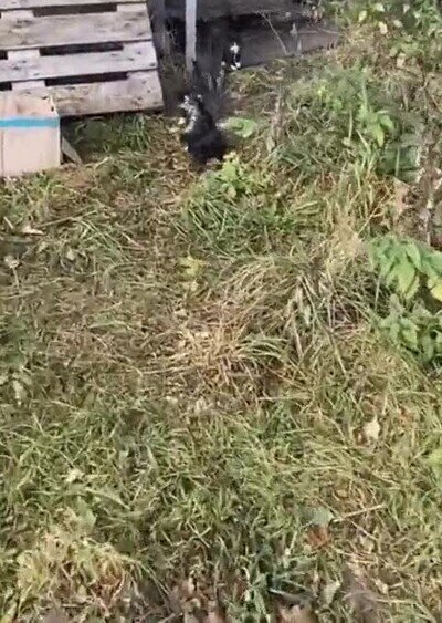 Enlace a Lo más adorable que verás en todo el día