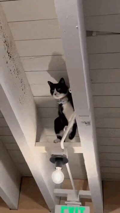 Enlace a Un gato que ha visto demasiadas veces la peli de Misión Imposible