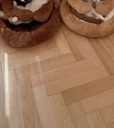 Enlace a Lo más adorable que verás en todo el día